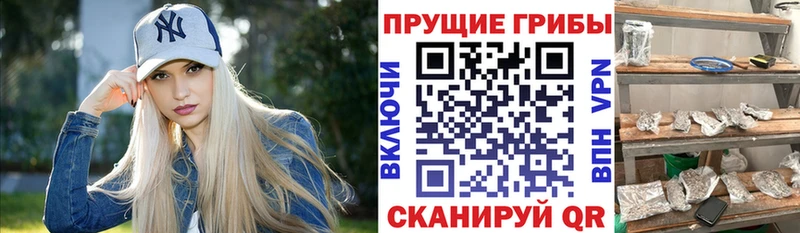 shop какой сайт цены Нижнекамск Галлюциногенные грибы мухоморы